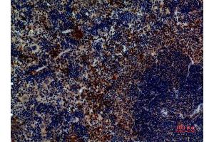 Immunohistochemistry (IHC) analysis of paraffin-embedded Mouse Spleen, antibody was diluted at 1:100. (PAX5 antibody  (Internal Region))