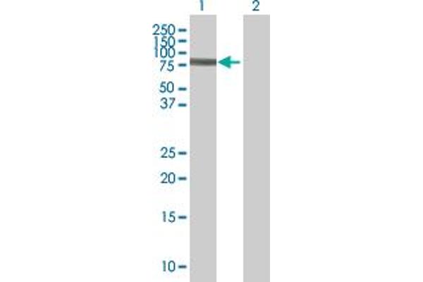 EPB42 antibody  (AA 1-619)