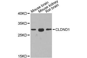 Western blot analysis of extracts of various cell lines, using CLDND1 antibody. (CLDND1 antibody)