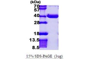 N-Acetylneuraminate Pyruvate Lyase (Dihydrodipicolinate Synthase) (NPL) (AA 1-320) protein (His tag)