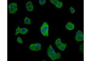 Immunofluorescence staining of HepG2 cells with ABIN7147135 at 1:66, counter-stained with DAPI. (CD2AP antibody  (AA 333-426))