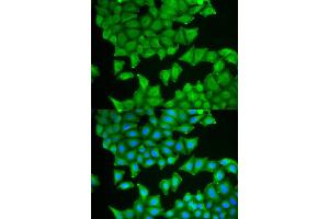 Immunofluorescence (IF) image for anti-Prostaglandin E Synthase 3 (Cytosolic) (PTGES3) antibody (ABIN1876513)