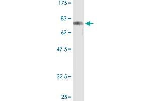 Western Blot analysis of CREB3 recombinant protein (H00010488-P01) by CREB3 purified MaxPab rabbit polyclonal antibody. (CREB3 antibody  (AA 1-371))