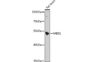 Western blot analysis of extracts of Rat brain using MEIS1 Polyclonal Antibody at dilution of 1:1000.