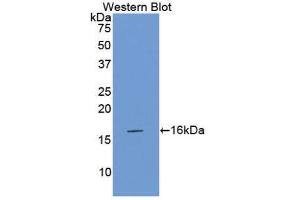 Western Blotting (WB) image for anti-Coagulation Factor VII (F7) (AA 315-433) antibody (ABIN1175152) (Factor VII antibody  (AA 315-433))