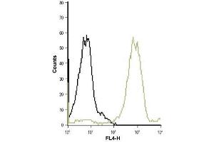 Cell surface detection of LTB4R in live intact human acute monocytic leukemia (THP-1) cell line: (black line) Control cells + goat-anti-rabbit-Cy5. (Leukotriene B4 Receptor/BLT antibody  (2nd Extracellular Loop))