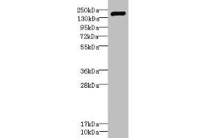 Western blot All lanes: VARS antibody IgG at 2. (VARS antibody  (AA 1-280))