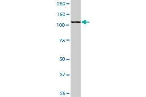HIP1 MaxPab polyclonal antibody. (HIP1 antibody  (AA 1-1037))