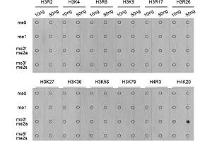 Dot-blot analysis of various methylation peptides using Dimethyl-Histone H4-K20 antibody (ABIN5969818). (Histone H4 antibody  (2meLys20))