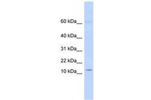 Image no. 1 for anti-Keratin Associated Protein 8-1 (KRTAP8-1) (N-Term) antibody (ABIN6743400)