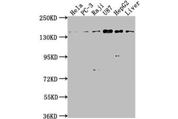 MAP4K4 antibody  (AA 866-1104)