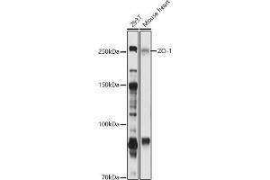 Western blot analysis of extracts of various cell lines, using ZO-1 antibody (ABIN6134745, ABIN6149194, ABIN6149195 and ABIN6215203) at 1:1000 dilution.