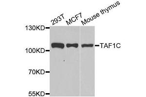 Western blot analysis of extracts of various cell lines, using TAF1C antibody. (TAF1C antibody  (AA 70-320))