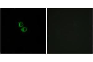 Immunofluorescence analysis of MCF7 cells, using OR51B6 Antibody. (OR51B6 antibody  (AA 66-115))