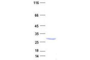 Validation with Western Blot (DAZAP2 Protein (His tag))