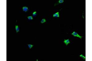 Immunofluorescence staining of SH-SY5Y cells with ABIN7162257 at 1:133, counter-stained with DAPI. (HCRTR1 antibody  (AA 1-46))