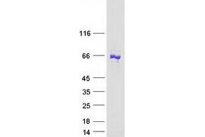 ANKRD13C Protein (Myc-DYKDDDDK Tag)