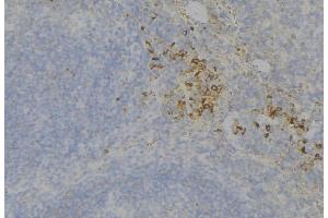 ABIN6277714 at 1/100 staining Human lymph node tissue by IHC-P. (TEK antibody  (C-Term))