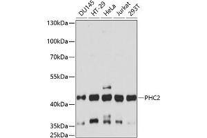 Western blot analysis of extracts of various cell lines, using PHC2 antibody (ABIN7269454) at 1:3000 dilution.