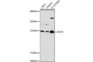 Western blot analysis of extracts of various cell lines, using FGF9 antibody (ABIN6130388, ABIN6140606, ABIN6140607 and ABIN6221994) at 1:1000 dilution. (FGF9 antibody  (AA 1-208))