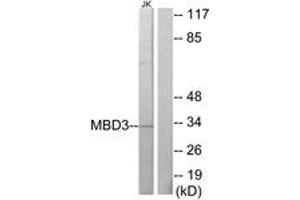 Western blot analysis of extracts from Jurkat cells, using MBD3 Antibody. (MBD3 antibody  (AA 221-270))