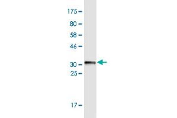 Collagen, Type XXVI, alpha 1 (COL26A1) (AA 380-440) antibody