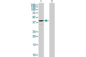 Western Blot analysis of ANXA13 expression in transfected 293T cell line by ANXA13 MaxPab polyclonal antibody. (Annexin A13 antibody  (AA 1-357))