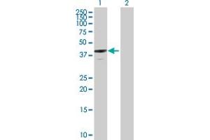 Western Blot analysis of ANXA13 expression in transfected 293T cell line by ANXA13 MaxPab polyclonal antibody.