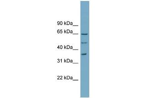 WB Suggested Anti-WDR33 Antibody Titration:  0.