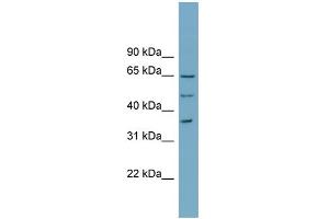 WB Suggested Anti-WDR33 Antibody Titration:  0. (WDR33 antibody  (N-Term))