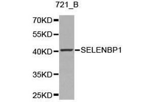 Western Blotting (WB) image for anti-Selenium Binding Protein 1 (SELENBP1) antibody (ABIN1874719) (SELENBP1 antibody)