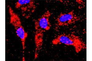 Proximity Ligation Analysis of protein-protein interactions between TP53 and PIAS1. (PIAS1 antibody  (AA 543-651))