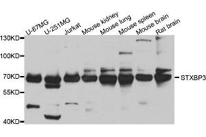 Western blot analysis of extract of various cells, using STXBP3 antibody. (STXBP3 antibody)