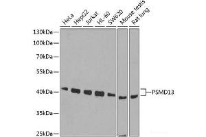 Western blot analysis of extracts of various cell lines using PSMD13 Polyclonal Antibody at dilution of 1:1000.