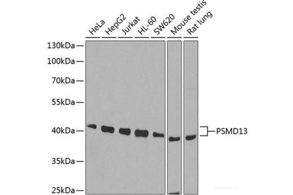 PSMD13 anticorps