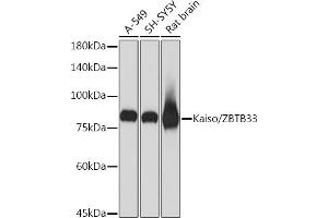 Western blot analysis of extracts of various cell lines, using Kaiso/ZBTB33 Rabbit mAb (ABIN7271437) at 1:1000 dilution. (ZBTB33 antibody)