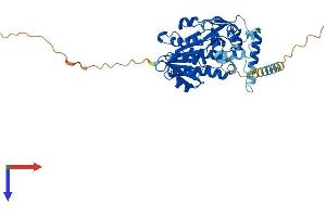 AlphaFold protein structure predicition of Human Recombinant SDR42E2 Protein, UniprotID A6NKP2 (SDR42E2 Protein (AA 1-422) (His tag))