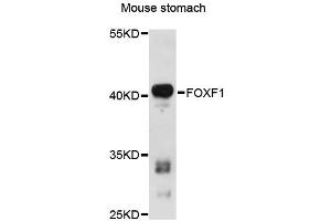 Western blot analysis of extracts of mouse stomach, using FOXF1 antibody (ABIN6290395) at 1:3000 dilution. (FOXF1 antibody)