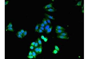 Immunofluorescent analysis of HepG2 cells using ABIN7146946 at dilution of 1:100 and Alexa Fluor 488-congugated AffiniPure Goat Anti-Rabbit IgG(H+L) (Caspase 4 antibody  (AA 82-226))