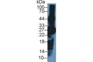 Western Blot; Sample: Mouse Eye lysate; ;Primary Ab: 1µg/ml Rabbit Anti-Mouse CRYbA1 Antibody;Second Ab: 0.
