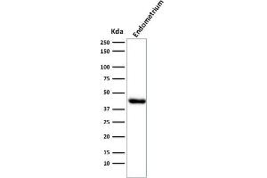 Western Blot Analysis of Endometrium muscle tissue lysate using Muscle Specific Actin Mouse Monoclonal Antibody (HHF35). (ACTA1/ACTA2A/ACTG2 antibody)
