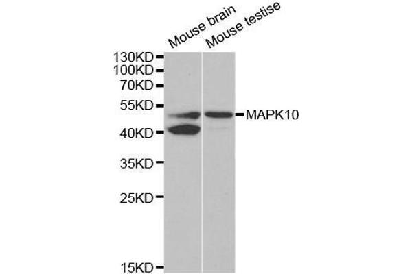 MAPK10 anticorps  (AA 175-464)