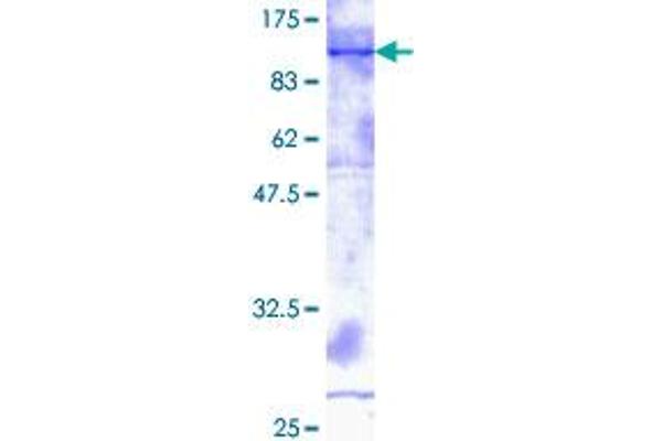 ADAM2 Protein (AA 1-716) (GST tag)