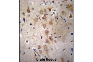 GRIP2 Antibody (Center) (ABIN656904 and ABIN2846101) immunohistochemistry analysis in formalin fixed and paraffin embedded human brain tissue followed by peroxidase conjugation of the secondary antibody and DAB staining. (GRIP2 antibody  (AA 620-649))