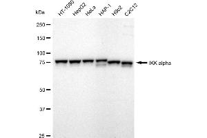 Western blotting analysis using IKK α antibody (ABIN7798146).