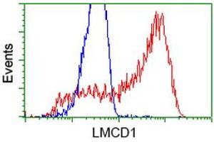 HEK293T cells transfected with either RC200062 overexpress plasmid (Red) or empty vector control plasmid (Blue) were immunostained by anti-LMCD1 antibody (ABIN2454492), and then analyzed by flow cytometry. (LMCD1 antibody)
