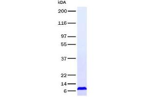 Validation with Western Blot (CCL18 Protein)