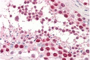 ABIN5539501 (5µg/ml) staining of paraffin embedded Human Testis. (Deoxyuridine Triphosphatase (DUT) (Internal Region) antibody)