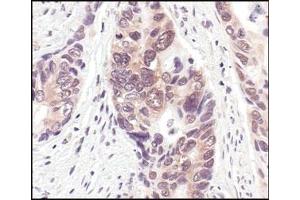 Image no. 1 for anti-Neural Precursor Cell Expressed, Developmentally Down-Regulated 8 (NEDD8) (N-Term) antibody (ABIN221543) (NEDD8 antibody  (N-Term))