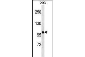 KCNB2 Antibody (N-term) (ABIN1881474 and ABIN2838638) western blot analysis in 293 cell line lysates (35 μg/lane). (Kv2.2 antibody  (N-Term))